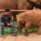 Lampang Tour 3 days: The Elephants Conservation Center
