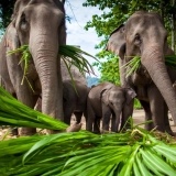 Lampang Tour 3 days: The Elephants Conservation Center