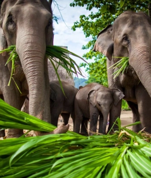 Lampang Tour 3 days: The Elephants Conservation Center