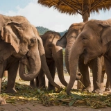 Lampang Tour 3 days: The Elephants Conservation Center