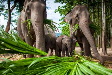 Chiang Rai City – Elephant Experience (B)