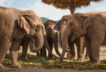 Chiang Rai City - Elephant Experience (B)