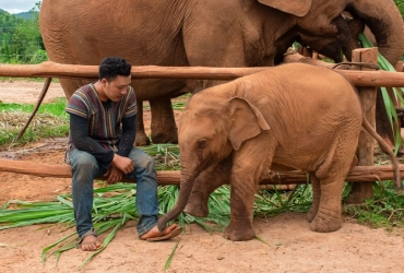 Chiang Mai - Chiang Dao Elephant Experience & Rafting (B)