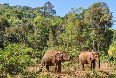 Mondulkiri – Elephant Trekking (Join-in Basis) (B, L)