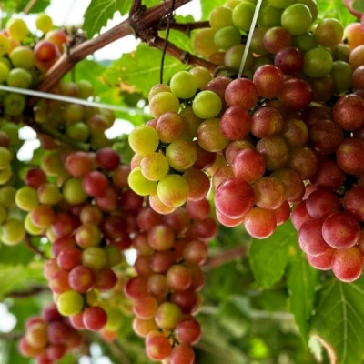 Ba Moi Vineyard