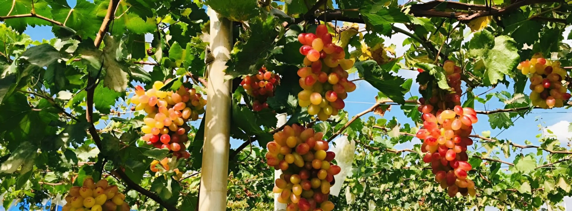 Ba Moi Vineyard