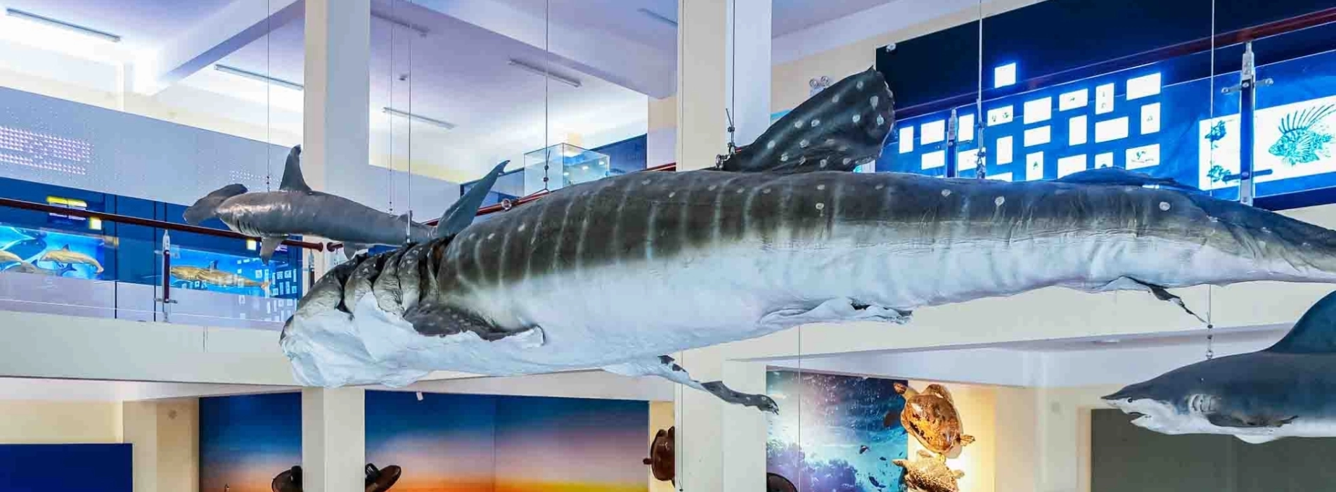 Travel Guide to the Institute of Oceanography