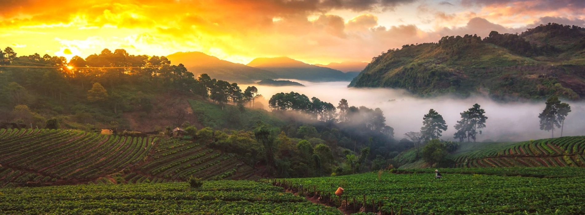 Must-have Apps in Thailand While You Travel Around