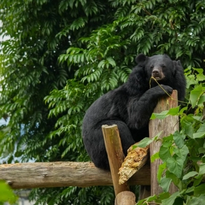 Bear Sanctuary Ninh Binh