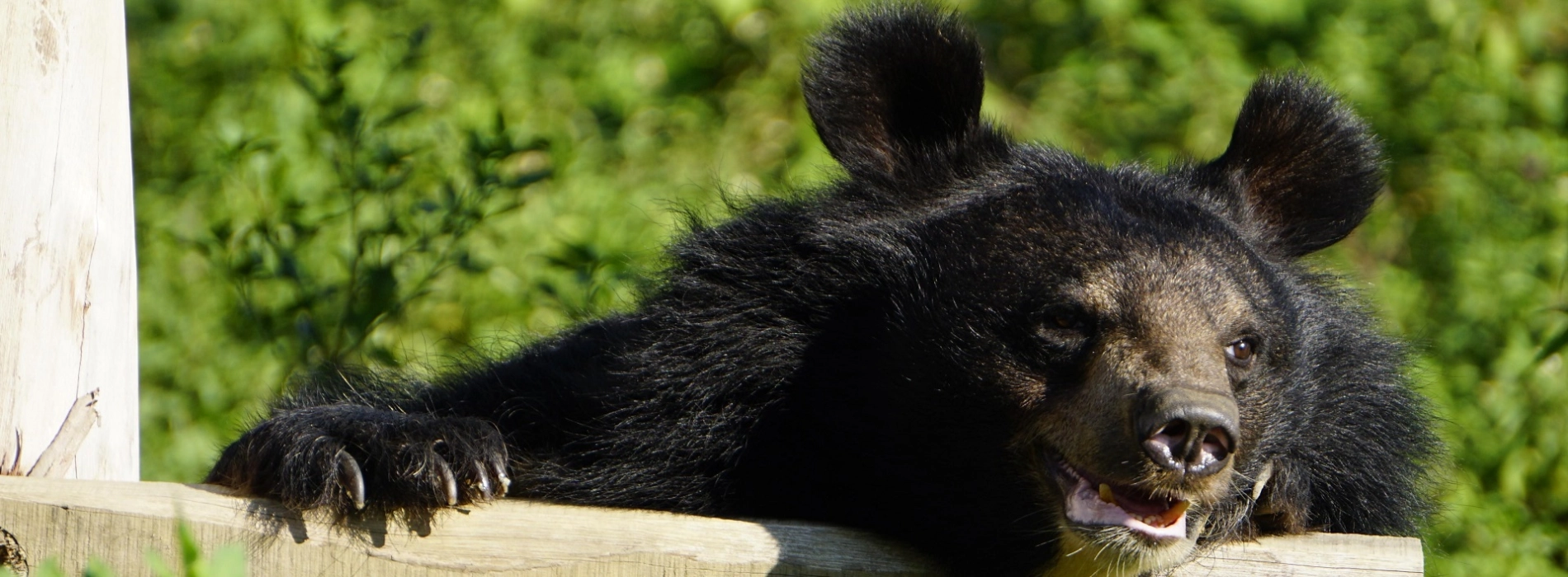 Bear Sanctuary Ninh Binh