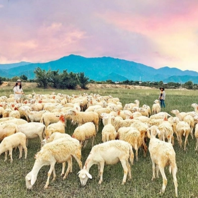 An Hoa Sheep Field