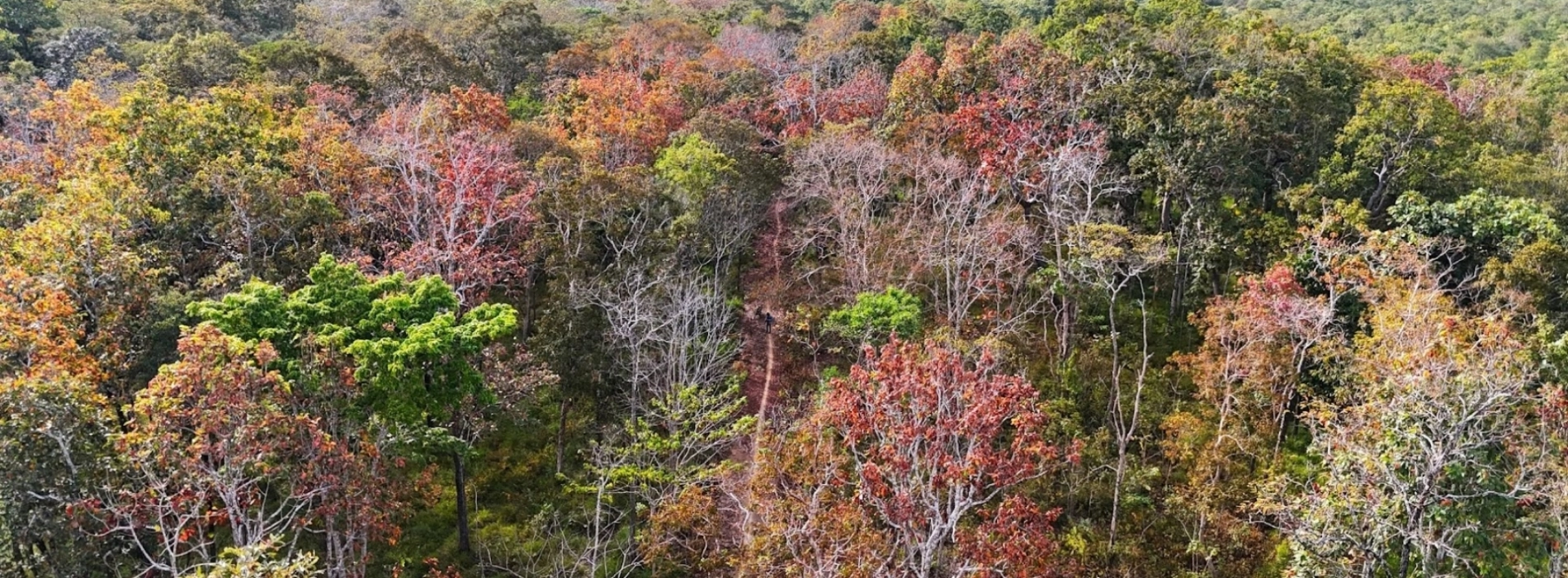 Yok Don National Park