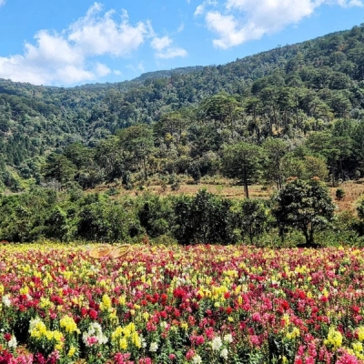 The Florest - Flowers in the Forest