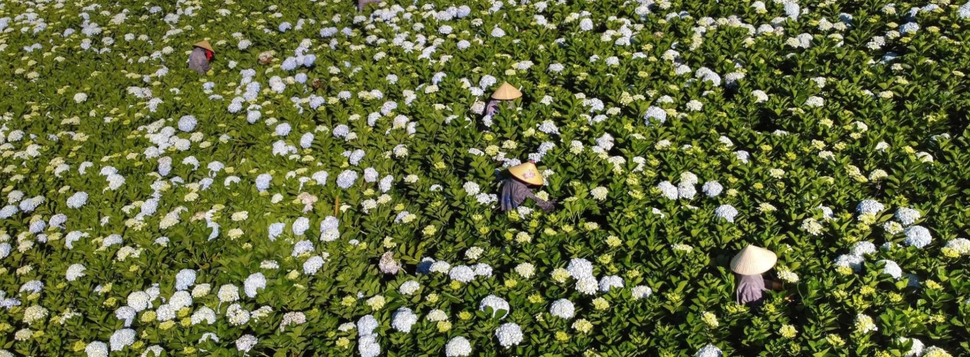 The Florest - Flowers in the Forest