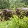Mondulkiri Tour 5 Days: Elephant Encounters & Trekking