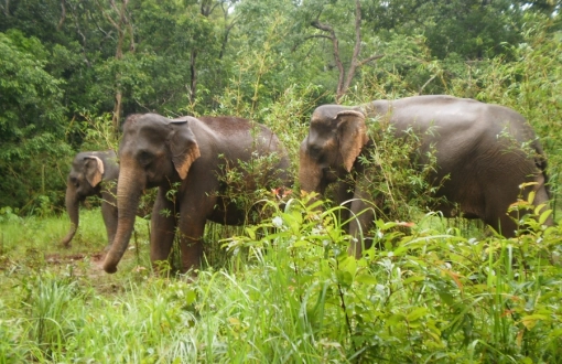 Mondulkiri Tour 5 Days: Elephant Encounters & Trekking