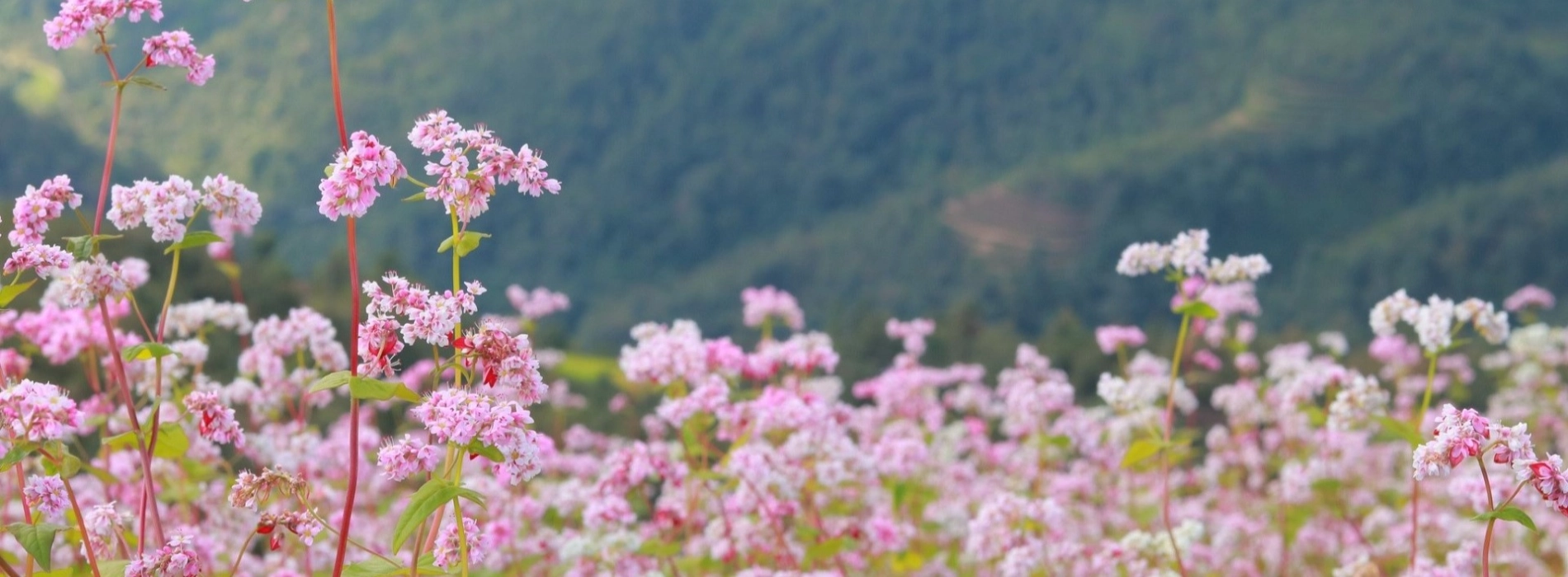 Buckwheat Flower Festival: A Memorable Moment of Ha Giang