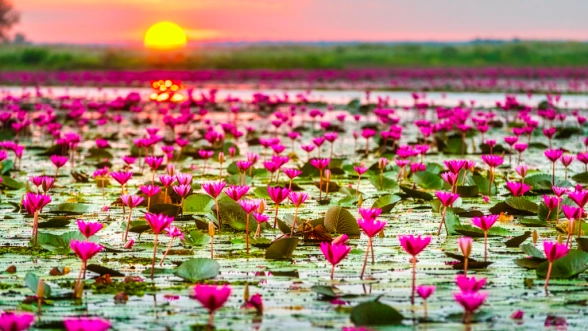 Red Lotus Lake – Kumphawapi, Udon Thani