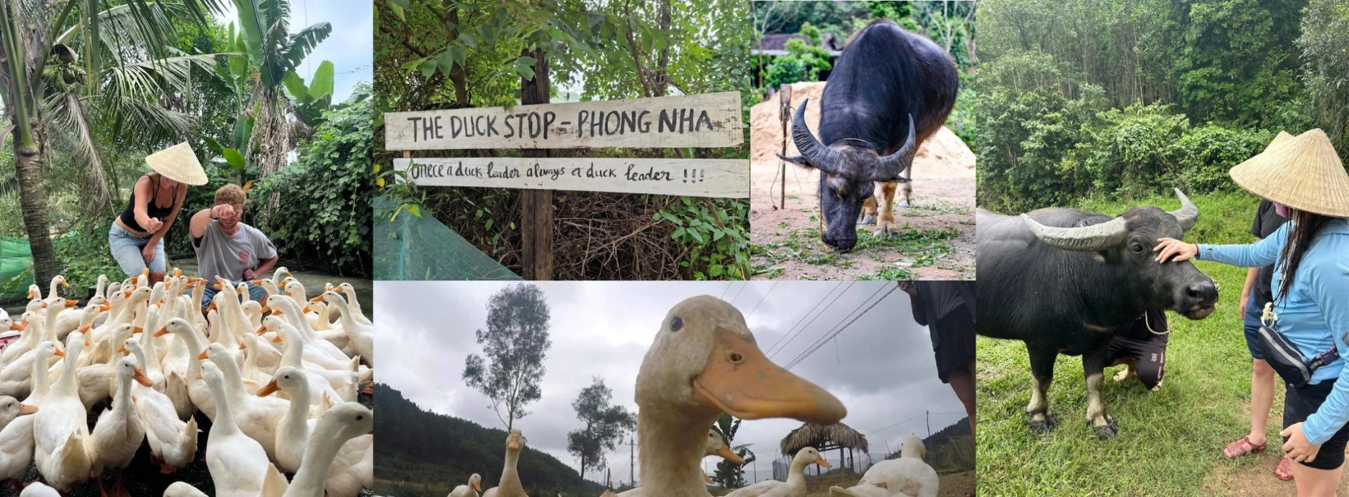 The Duck Stop Phong Nha: The Quirkiest Stop on Your Vietnam Travel List