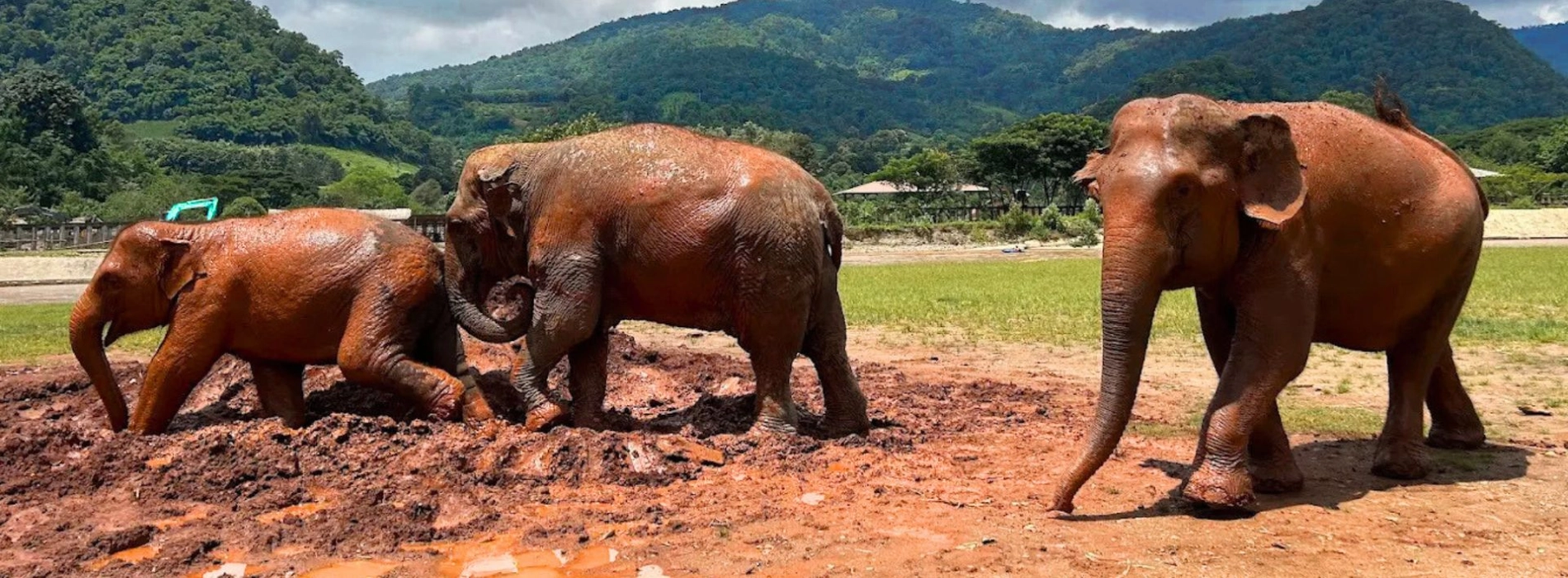 Where to See Elephants in Thailand: Best Ethical Sanctuaries