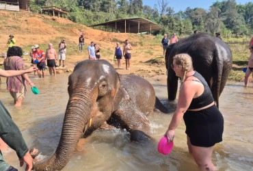 Chiang Mai Elephant Jungle Sanctuary: Full Day Experience (B/L) Join-in tour