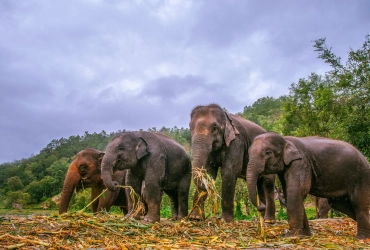 Korat - Surin (B, L, D)