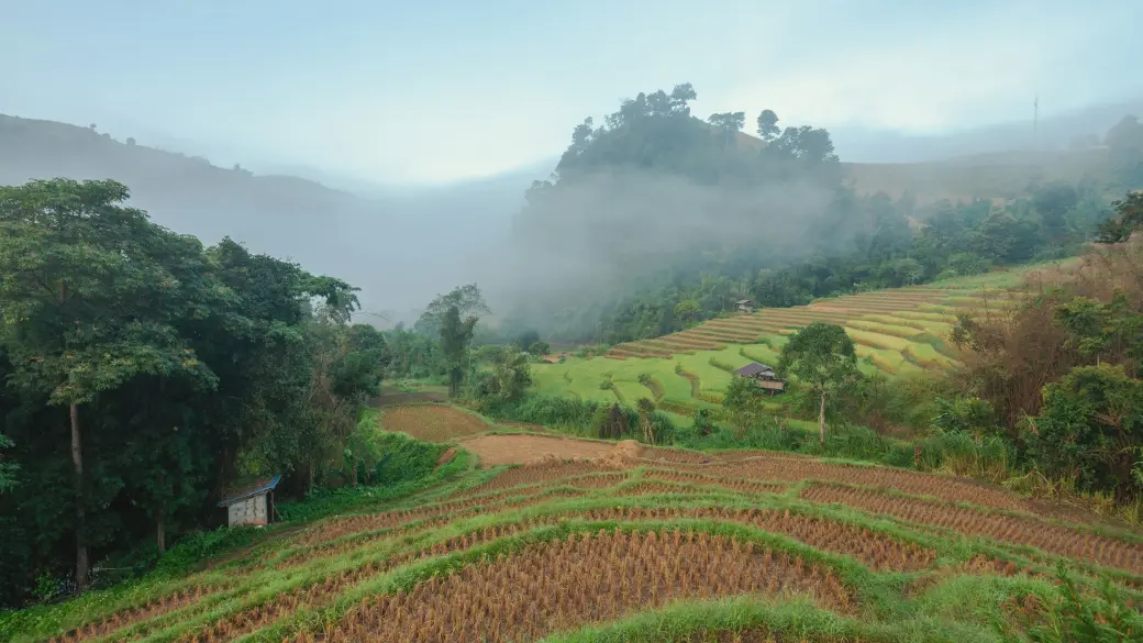 Chiang Mai – Jungle canopy or countryside bike ride