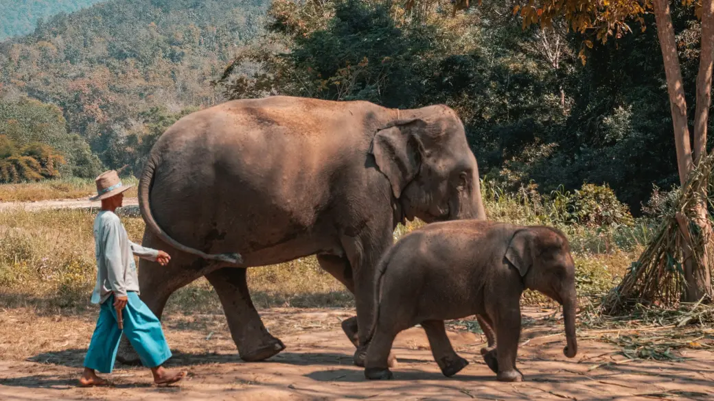Golden Triangle – Elephants and the Mekong