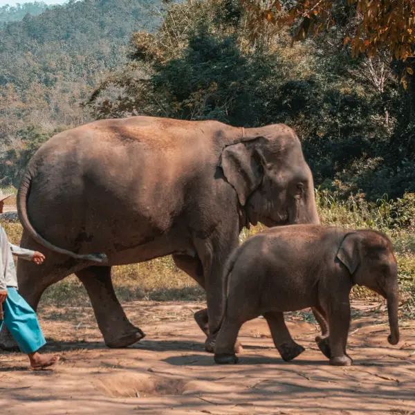 Walking with rescued elephants in northern Thailand