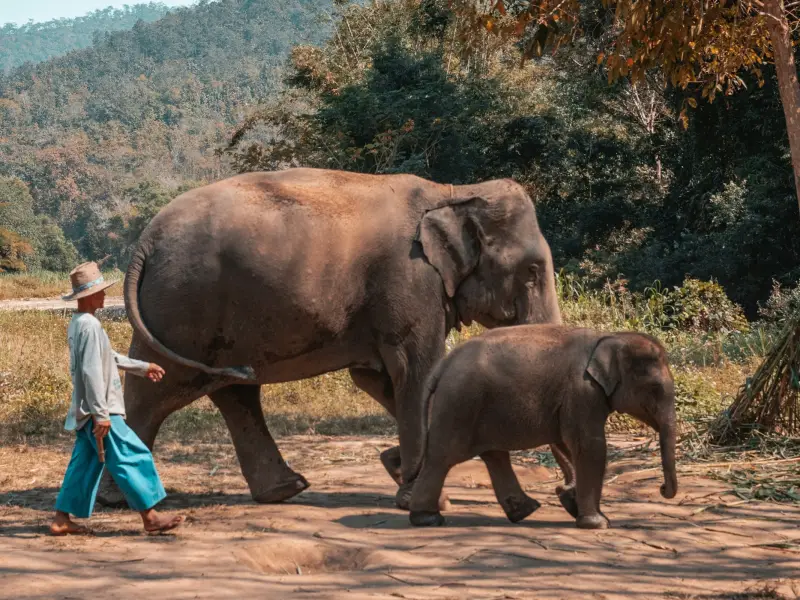 Rescued elephant grazing in northern Thailand