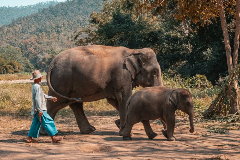 Golden Triangle – Elephants and the Mekong