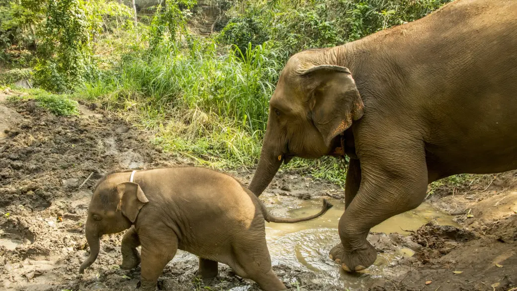 Chiang Mai – Ethical elephant sanctuary day