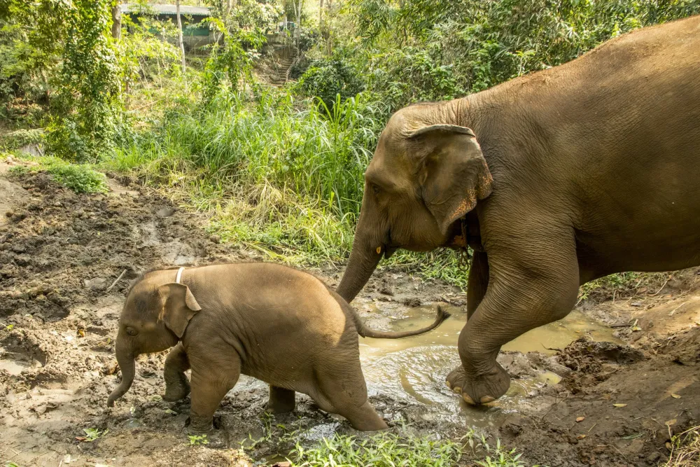 Chiang Mai – Ethical elephant sanctuary day
