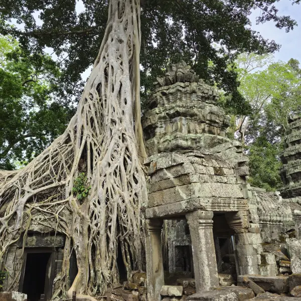 Tree roots over the stones of Ta Prohm