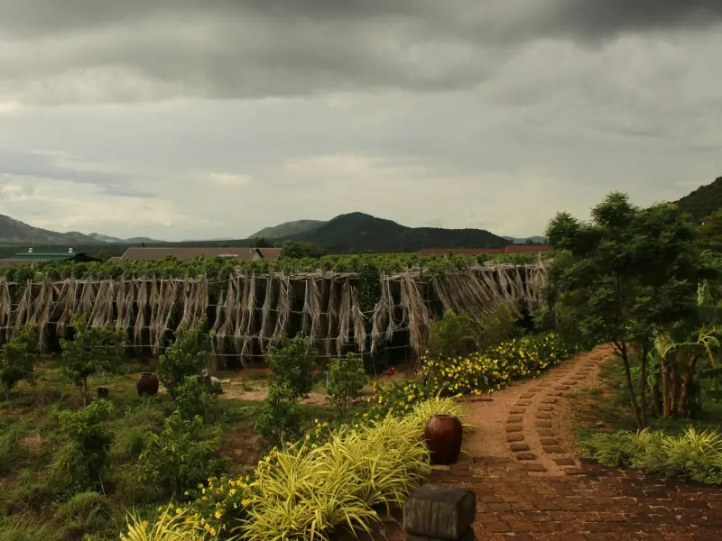 A pepper farm near Kampot